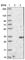 Steroidogenic Acute Regulatory Protein antibody, HPA023644, Atlas Antibodies, Western Blot image 