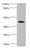 Autophagy Related 4A Cysteine Peptidase antibody, orb351337, Biorbyt, Western Blot image 