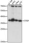 Coenzyme Q9 antibody, GTX66385, GeneTex, Western Blot image 