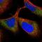 Tetratricopeptide Repeat Domain 38 antibody, NBP1-82163, Novus Biologicals, Immunocytochemistry image 