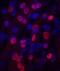 Myogenin antibody, MAB66861, R&D Systems, Immunofluorescence image 
