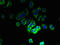 MAS Related GPR Family Member X2 antibody, orb35358, Biorbyt, Immunocytochemistry image 