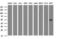 Mitogen-Activated Protein Kinase 13 antibody, LS-C787866, Lifespan Biosciences, Western Blot image 