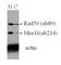 MRE11 Homolog, Double Strand Break Repair Nuclease antibody, ab214, Abcam, Western Blot image 