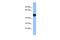 Exonuclease 3'-5' Domain Containing 2 antibody, PA5-46150, Invitrogen Antibodies, Western Blot image 