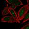 DNA Polymerase Epsilon 3, Accessory Subunit antibody, HPA047945, Atlas Antibodies, Immunofluorescence image 