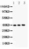 Alpha 2-HS Glycoprotein antibody, LS-C357409, Lifespan Biosciences, Western Blot image 