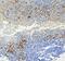 Signal Peptidase Complex Subunit 1 antibody, A12522, Boster Biological Technology, Immunohistochemistry frozen image 
