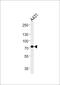 Hydroxyacyl-CoA Dehydrogenase Trifunctional Multienzyme Complex Subunit Alpha antibody, PA5-72486, Invitrogen Antibodies, Western Blot image 