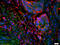 Sterol O-Acyltransferase 2 antibody, GTX60244, GeneTex, Immunohistochemistry paraffin image 