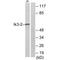 Cdk5 And Abl Enzyme Substrate 2 antibody, A14941, Boster Biological Technology, Western Blot image 