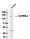 GTPase Activating Rap/RanGAP Domain Like 3 antibody, orb157045, Biorbyt, Western Blot image 