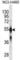 Cytochrome P450 Family 2 Subfamily C Member 9 antibody, abx025527, Abbexa, Western Blot image 