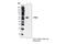 Phosphatase And Tensin Homolog antibody, 9583S, Cell Signaling Technology, Immunoprecipitation image 