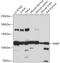 GEM Interacting Protein antibody, 18-056, ProSci, Western Blot image 