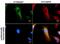 Isocitrate Dehydrogenase (NADP(+)) 2, Mitochondrial antibody, GTX628487, GeneTex, Immunocytochemistry image 