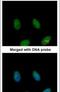 Fas Associated Factor 1 antibody, PA5-29330, Invitrogen Antibodies, Immunofluorescence image 