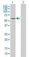 EBF Transcription Factor 1 antibody, H00001879-M02, Novus Biologicals, Western Blot image 