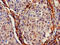 Interferon Induced Transmembrane Protein 2 antibody, CSB-PA011025LA01HU, Cusabio, Immunohistochemistry frozen image 