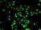 Actin Like 6B antibody, PA5-77138, Invitrogen Antibodies, Immunofluorescence image 