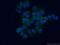 LINE1 Type Transposase Domain Containing 1 antibody, 21528-1-AP, Proteintech Group, Immunofluorescence image 