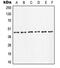 Jun Proto-Oncogene, AP-1 Transcription Factor Subunit antibody, MBS820225, MyBioSource, Western Blot image 