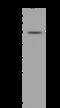 Mitogen-Activated Protein Kinase Kinase Kinase 8 antibody, 200737-T42, Sino Biological, Western Blot image 