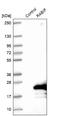 RAB Interacting Factor antibody, NBP1-81024, Novus Biologicals, Western Blot image 