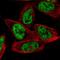 Mortality Factor 4 Like 1 antibody, NBP2-56097, Novus Biologicals, Immunofluorescence image 