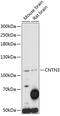 Contactin 3 antibody, 15-711, ProSci, Western Blot image 