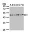 Succinate-CoA Ligase GDP-Forming Beta Subunit antibody, LS-C185853, Lifespan Biosciences, Western Blot image 