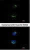 UBA Domain Containing 1 antibody, NBP2-15153, Novus Biologicals, Immunocytochemistry image 