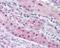 Nuclear Receptor Coactivator 3 antibody, 48-854, ProSci, Immunohistochemistry paraffin image 