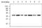 Protein Phosphatase 1 Catalytic Subunit Gamma antibody, MA5-17250, Invitrogen Antibodies, Western Blot image 