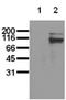 Signal transducer and activator of transcription 5A antibody, ADI-905-673-100, Enzo Life Sciences, Western Blot image 