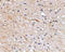 F-Box And Leucine Rich Repeat Protein 20 antibody, LS-C53249, Lifespan Biosciences, Immunohistochemistry paraffin image 