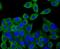 Syntrophin Alpha 1 antibody, A05370, Boster Biological Technology, Immunocytochemistry image 