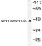 Neuropeptide Y Receptor Y1 antibody, LS-C177107, Lifespan Biosciences, Western Blot image 