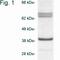 Biliverdin Reductase A antibody, PA1-019, Invitrogen Antibodies, Western Blot image 