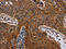 Junction Plakoglobin antibody, CSB-PA869662, Cusabio, Immunohistochemistry frozen image 