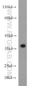 Calcium signal-modulating cyclophilin ligand antibody, 23327-1-AP, Proteintech Group, Western Blot image 