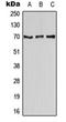 CD58 Molecule antibody, orb213694, Biorbyt, Western Blot image 