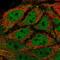 Karyopherin Subunit Alpha 3 antibody, NBP2-14172, Novus Biologicals, Immunocytochemistry image 