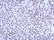 Kelch Like Family Member 13 antibody, NBP2-17079, Novus Biologicals, Immunohistochemistry paraffin image 