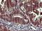Synuclein Alpha antibody, NBP2-45892, Novus Biologicals, Immunohistochemistry paraffin image 