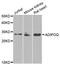 Adiponectin, C1Q And Collagen Domain Containing antibody, MBS127390, MyBioSource, Western Blot image 