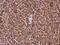 Ribosomal Protein L4 antibody, GTX112184, GeneTex, Immunohistochemistry paraffin image 