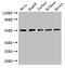 Tubulin alpha-3C/D chain antibody, CSB-PA621695LA01HU, Cusabio, Western Blot image 