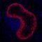 Keratin 5 antibody, MA5-14473, Invitrogen Antibodies, Immunohistochemistry frozen image 