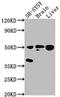 Septin 11 antibody, CSB-PA878895LA01HU, Cusabio, Western Blot image 